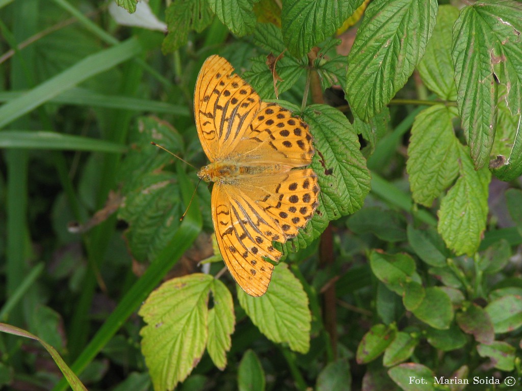 Motyl - dostojka (?)