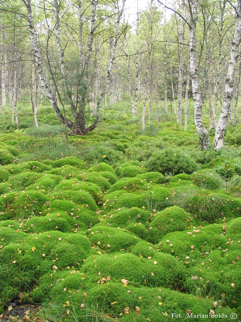 Torfowisko pod Tarnawą Niżną