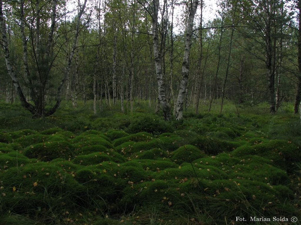 Torfowisko pod Tarnawą Niżną