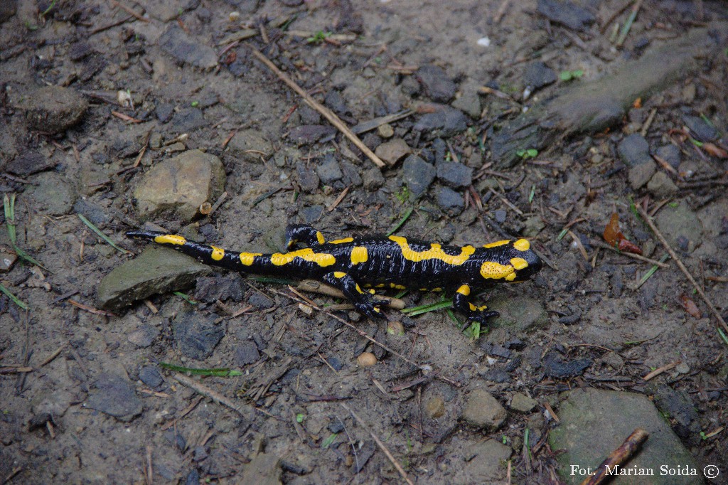 2 V 17:54: Salamandra - symbol Gorców, ale i tu dość popularna