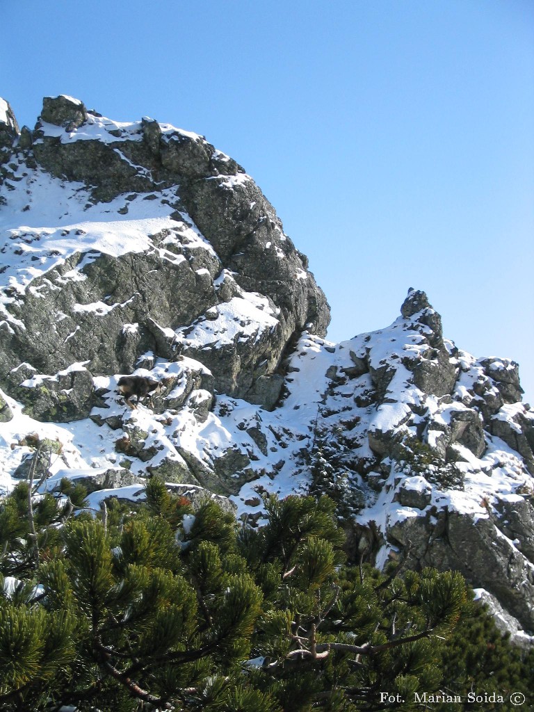 Kozica na Goryczkowej Czubie