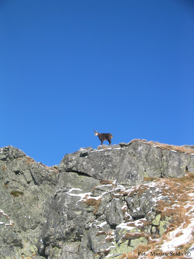 Kozica na Goryczkowej Czubie