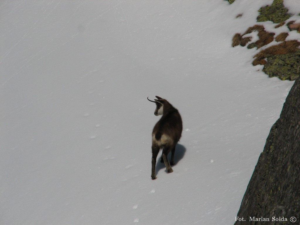 Samotny cap pod Granią Fajek