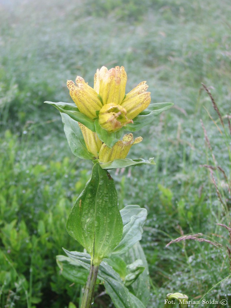 Goryczka Kropkowana