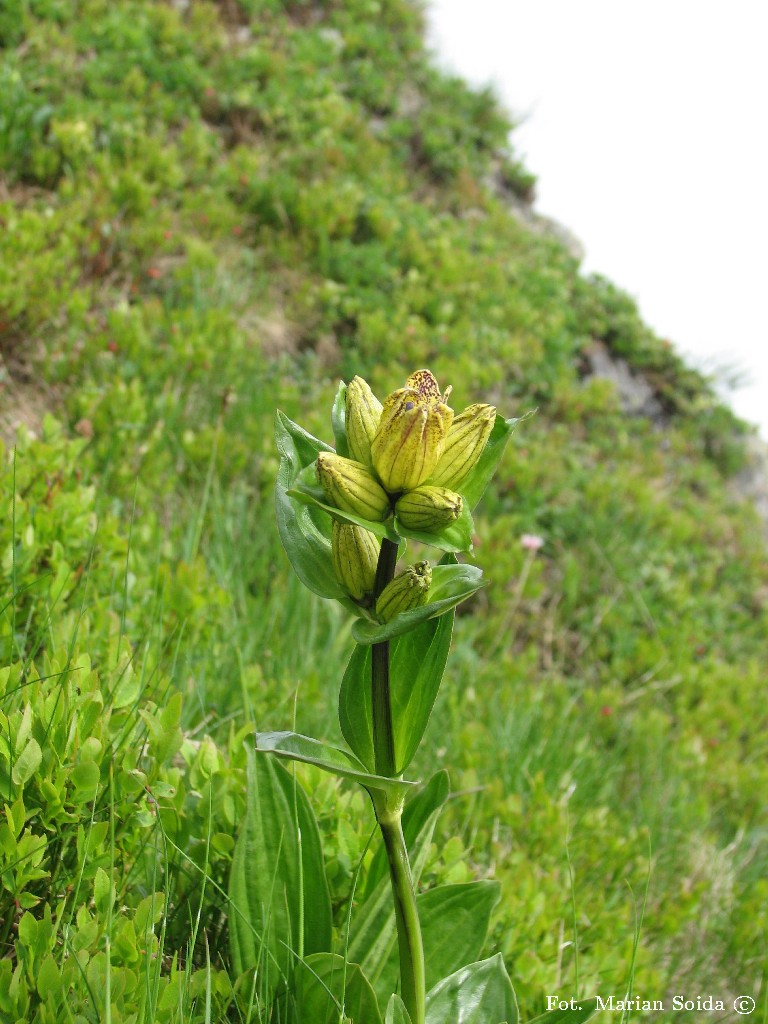 Goryczka Kropkowana