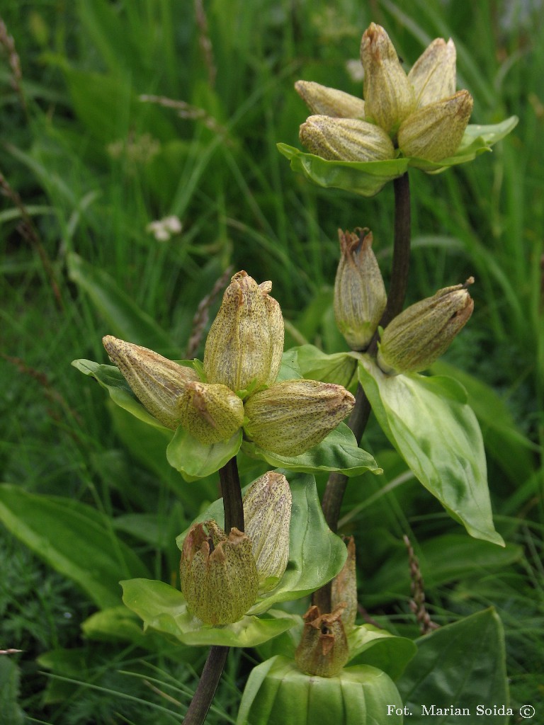 Goryczka kropkowana