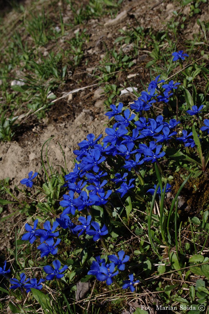 Goryczka wiosenna